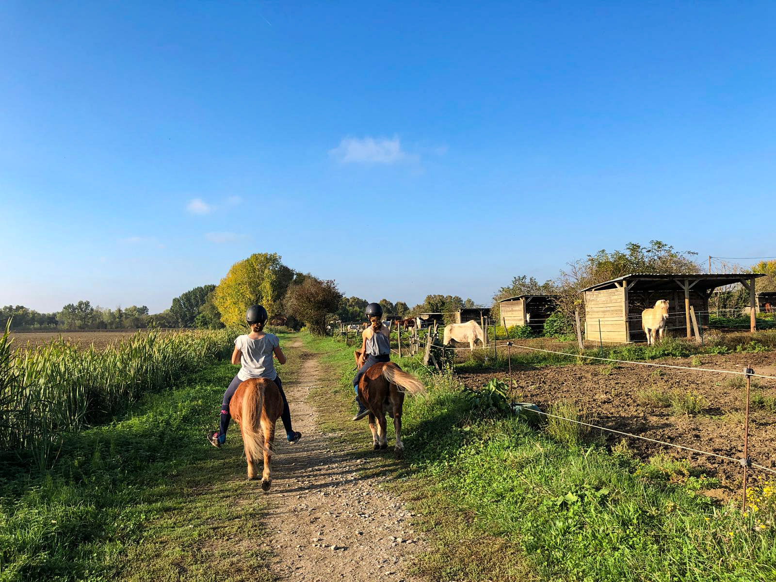 Des enfants qui ramènent au pré